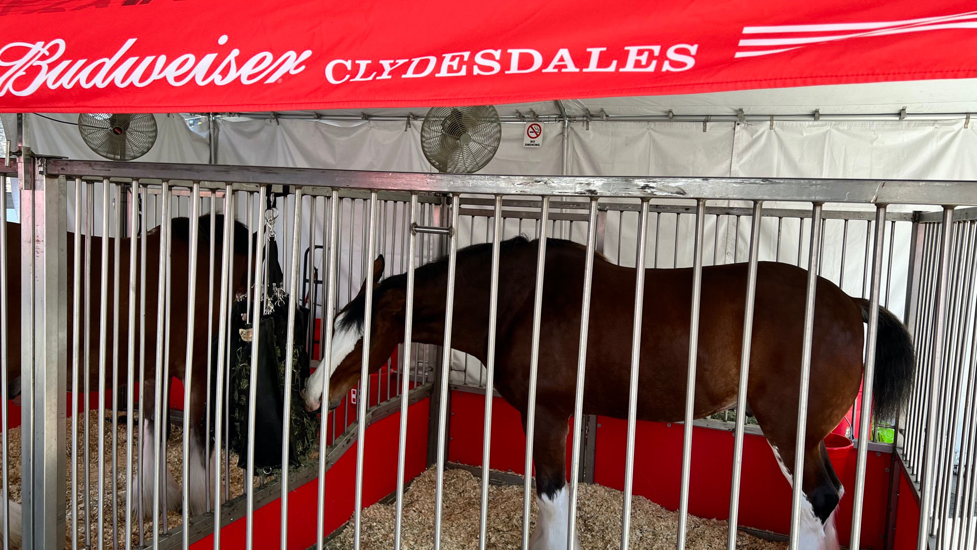 Budweiser Clydesdales 3