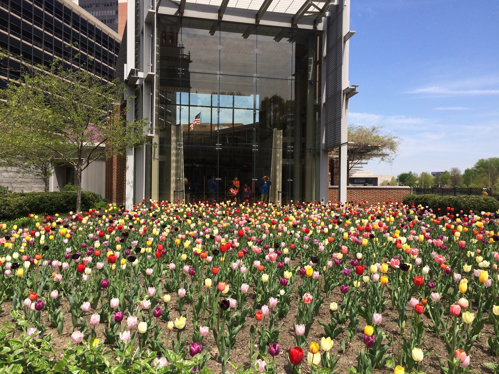 The Liberty Bell Tulips
