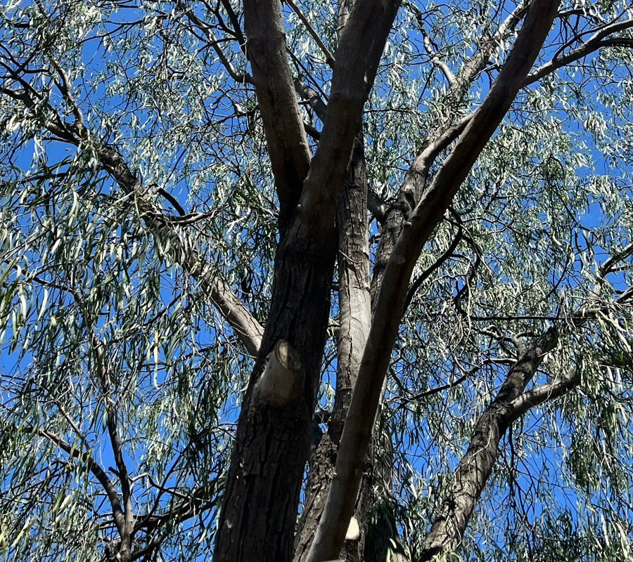 Australian Willow
