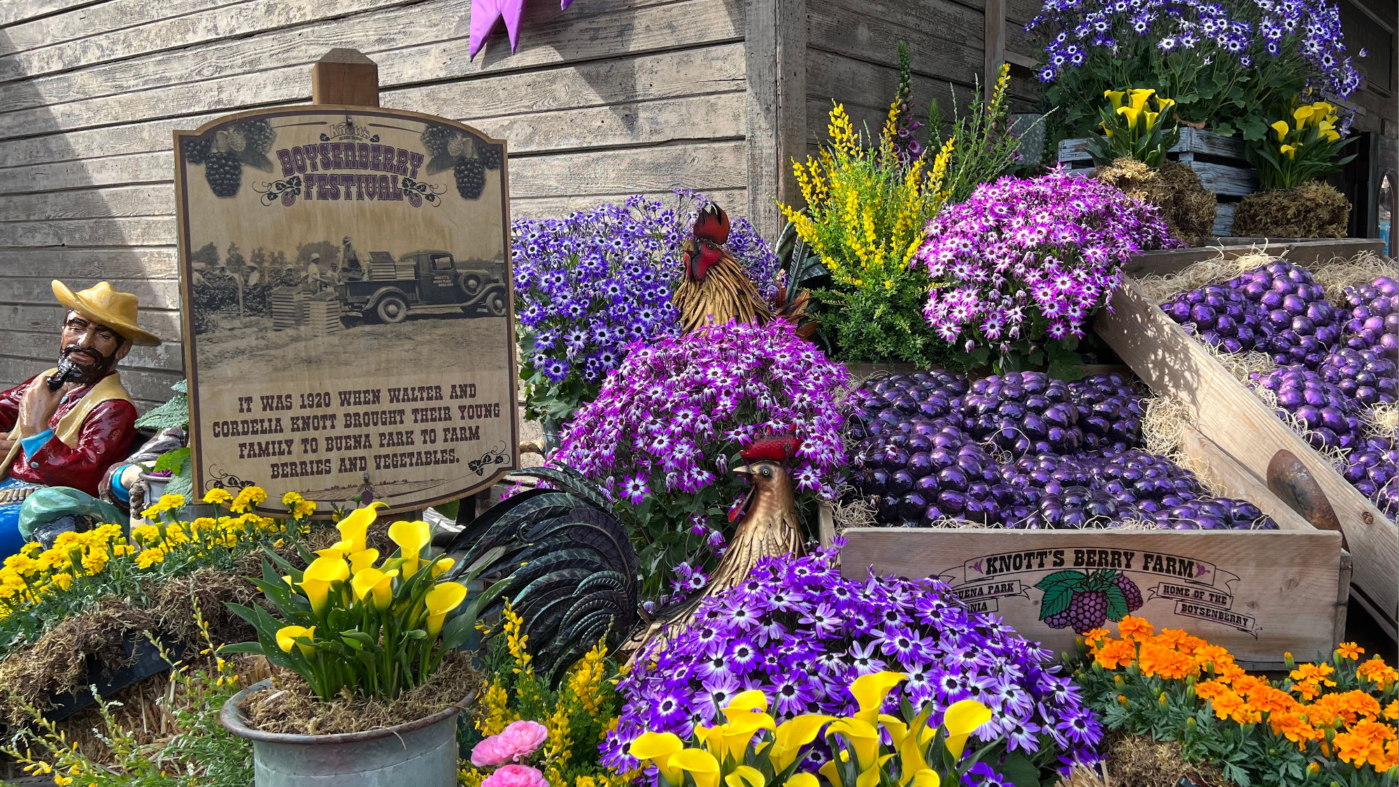 Boysenberry Festival 1920 Farm