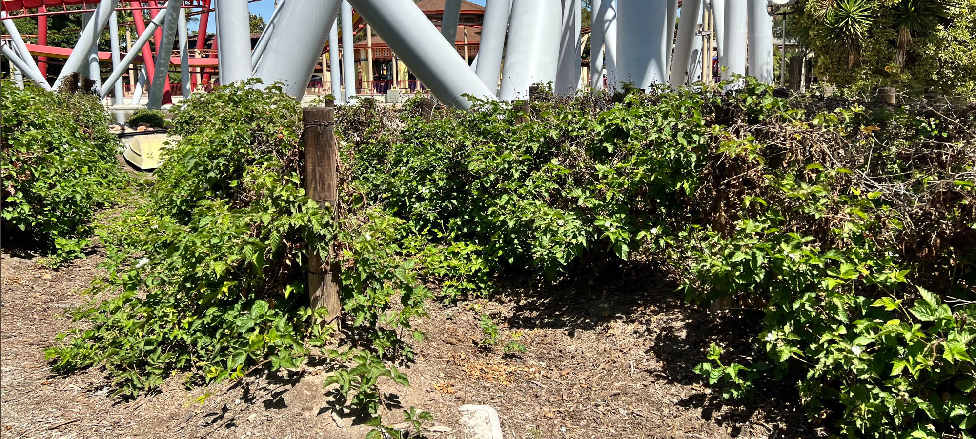 Boysenberry Vines