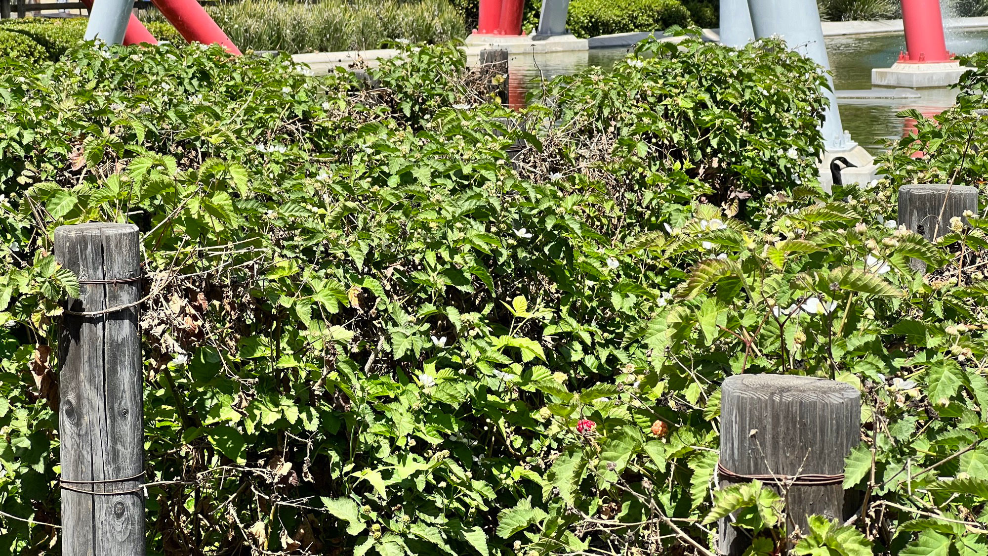 Boysenberry Vines