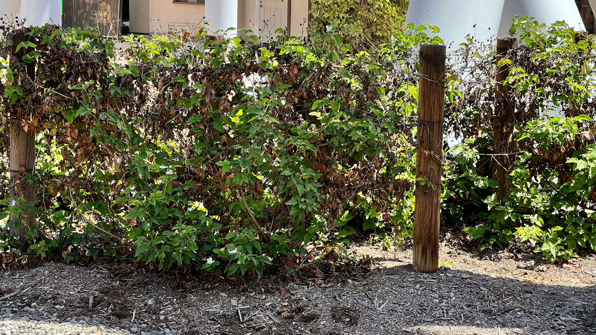 Boysenberry Vines