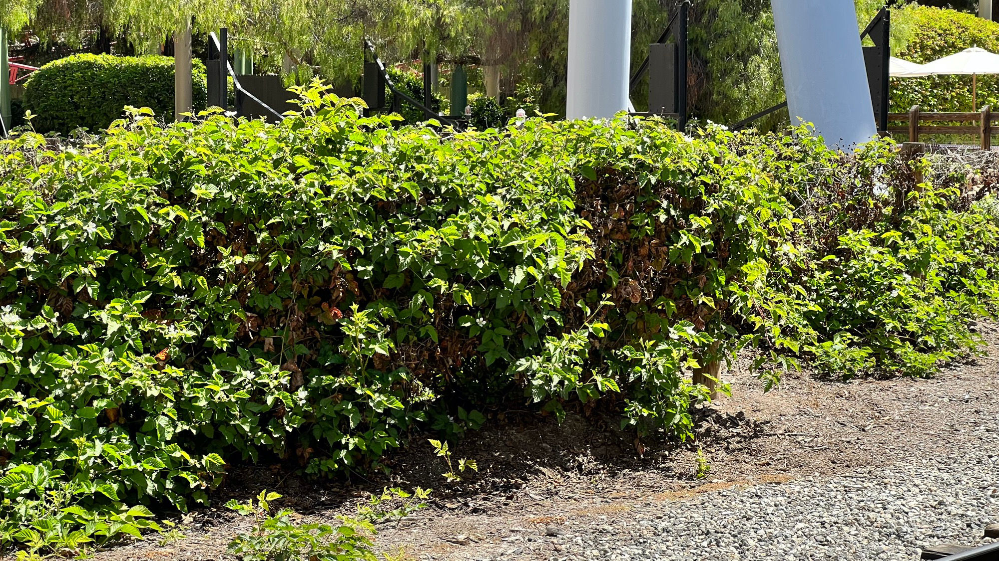 Boysenberry Vines