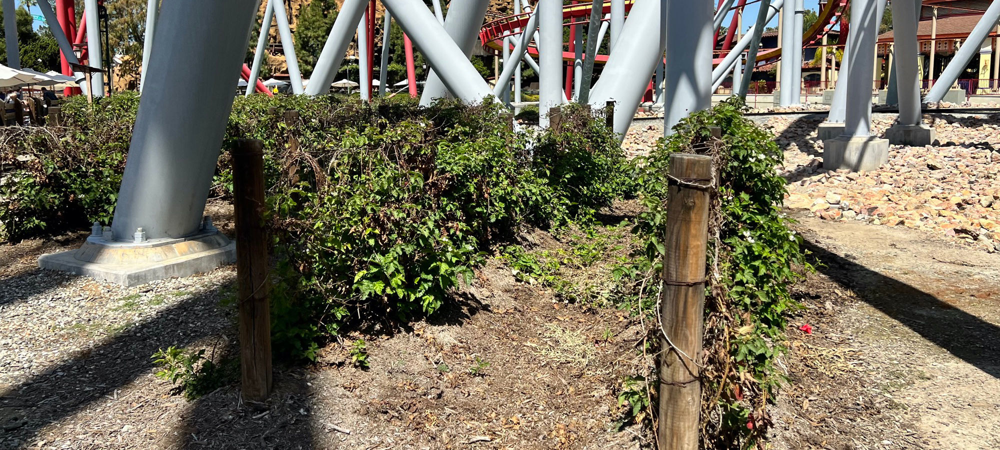 Boysenberry Vines