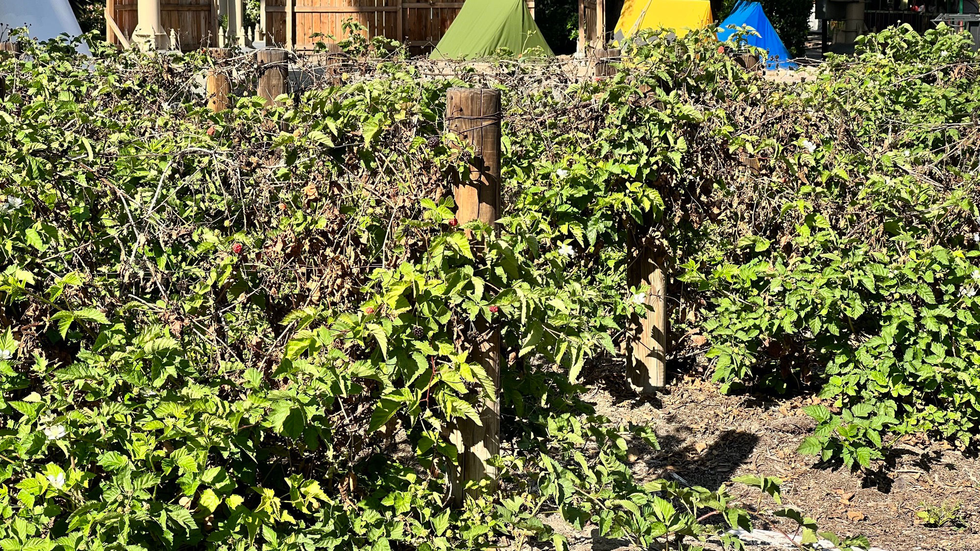 Boysenberry Vines