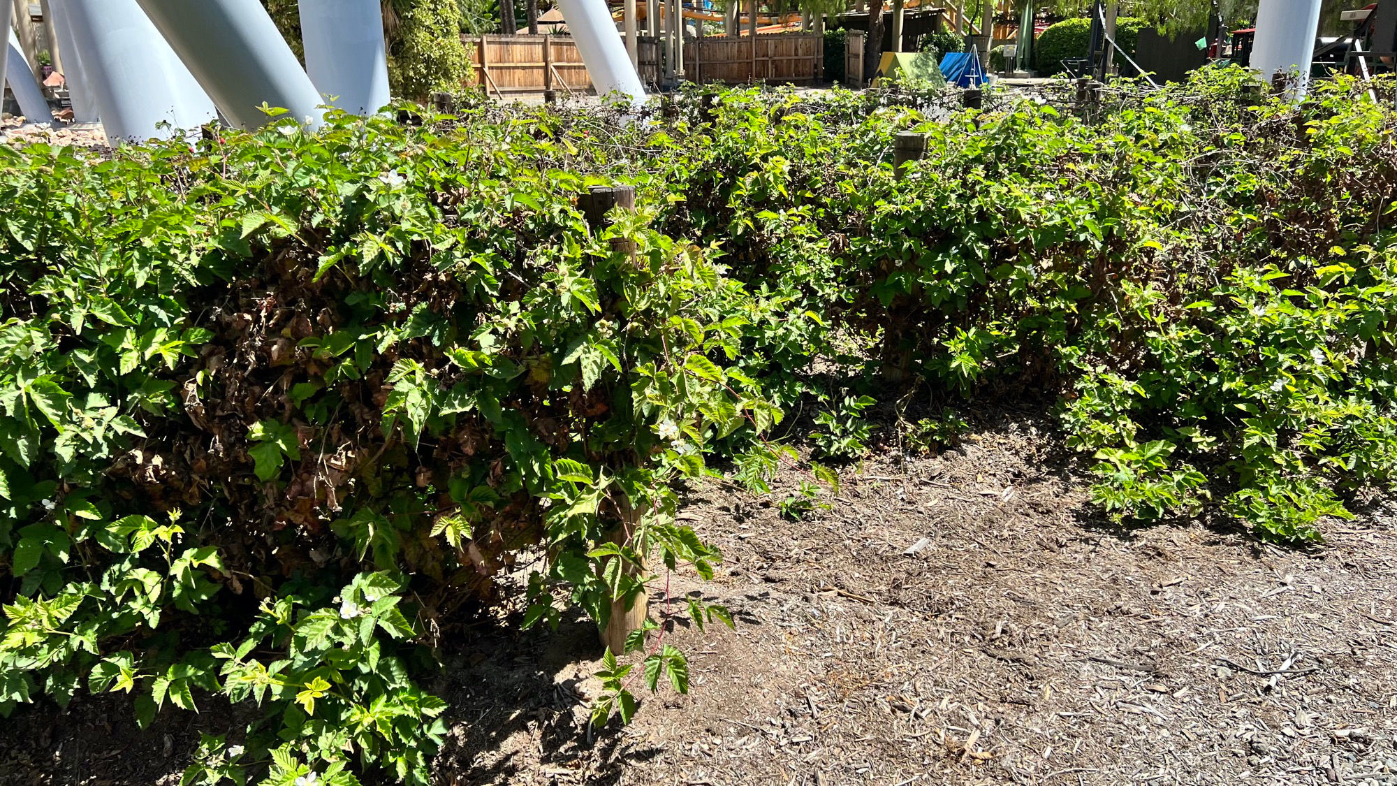 Boysenberry Vines