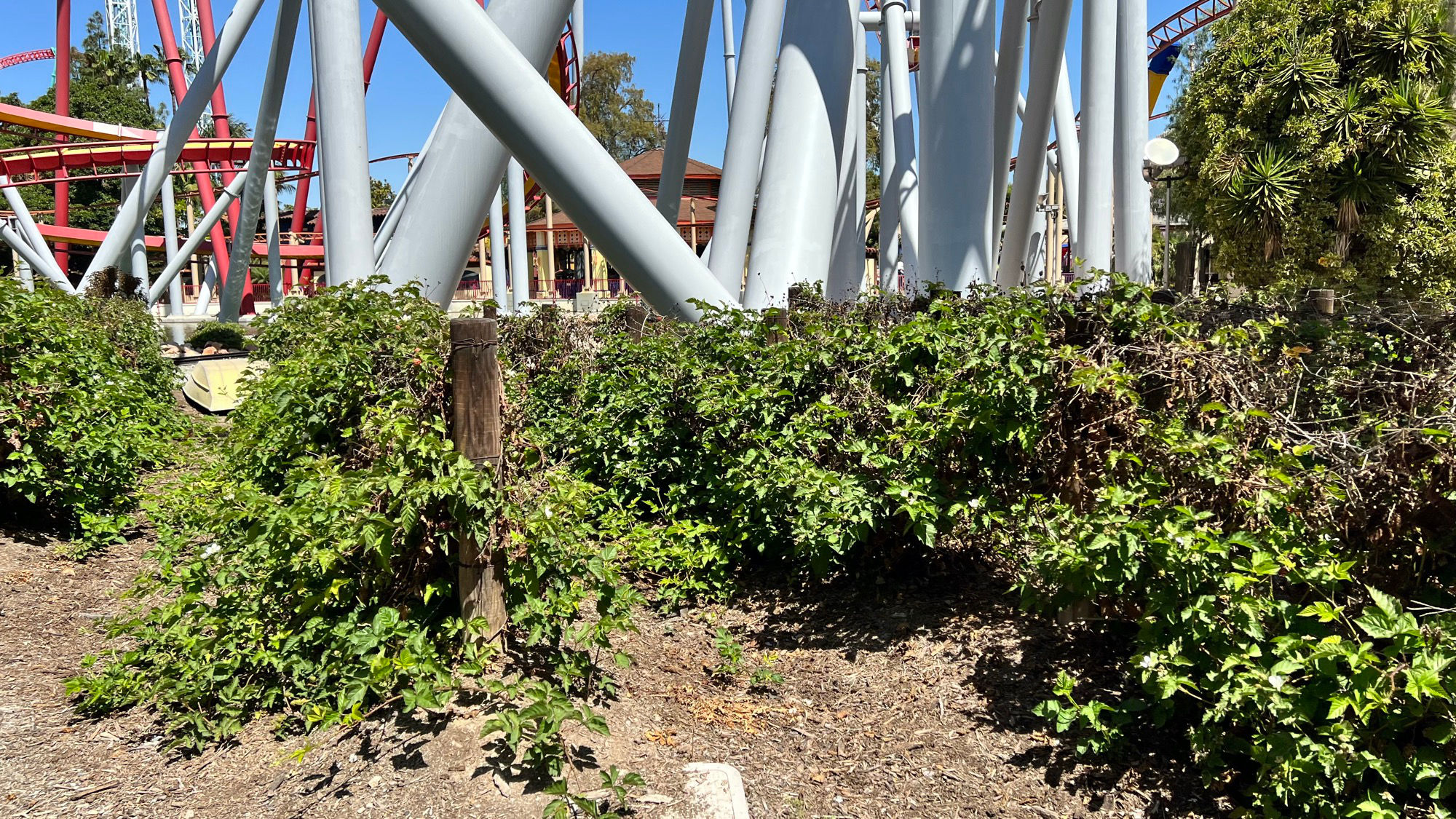 Boysenberry Vines