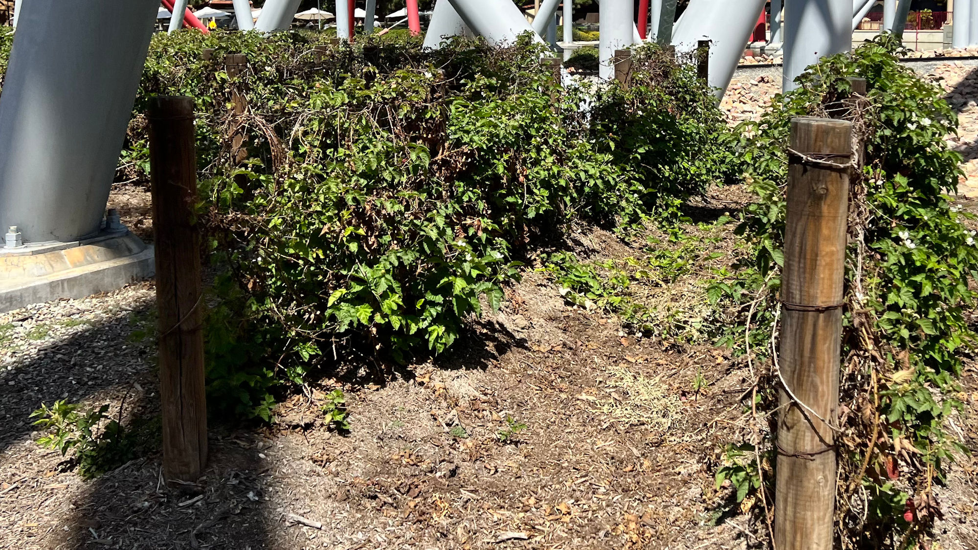 Boysenberry Vines