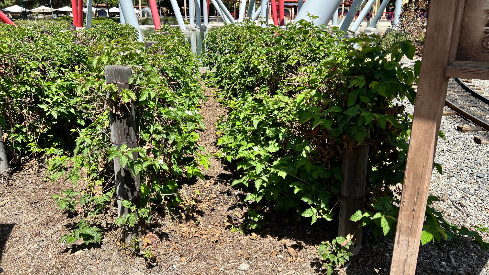 Boysenberry Vines