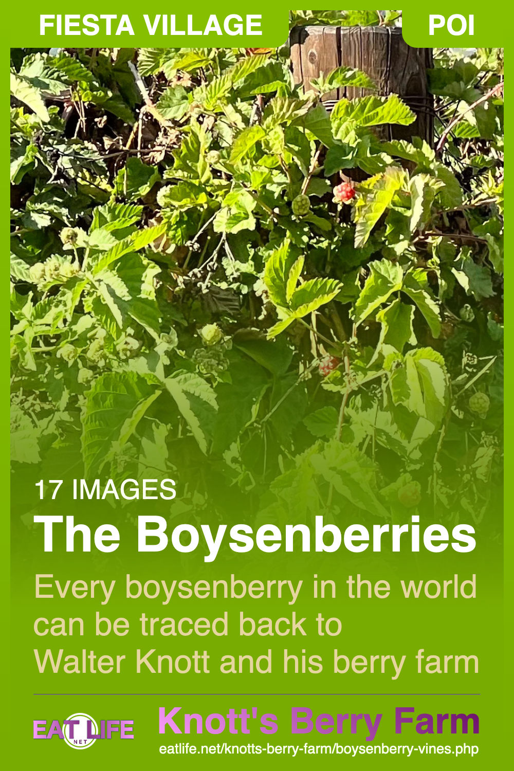 Boysenberry Vines
