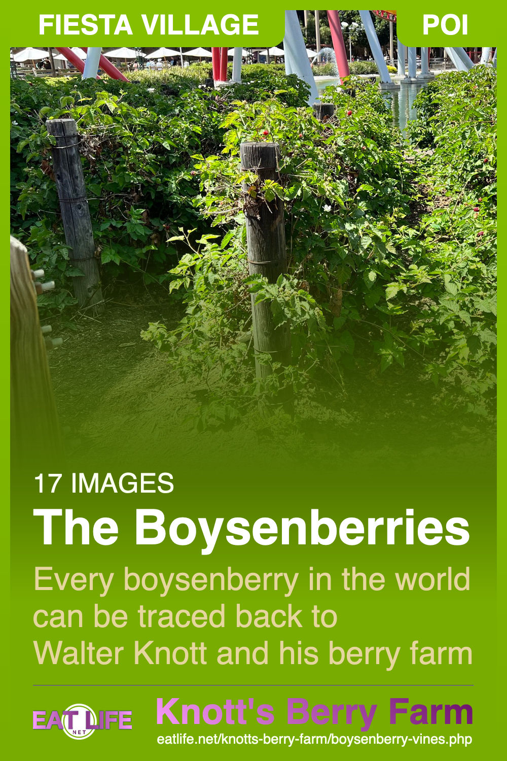 Boysenberry Vines
