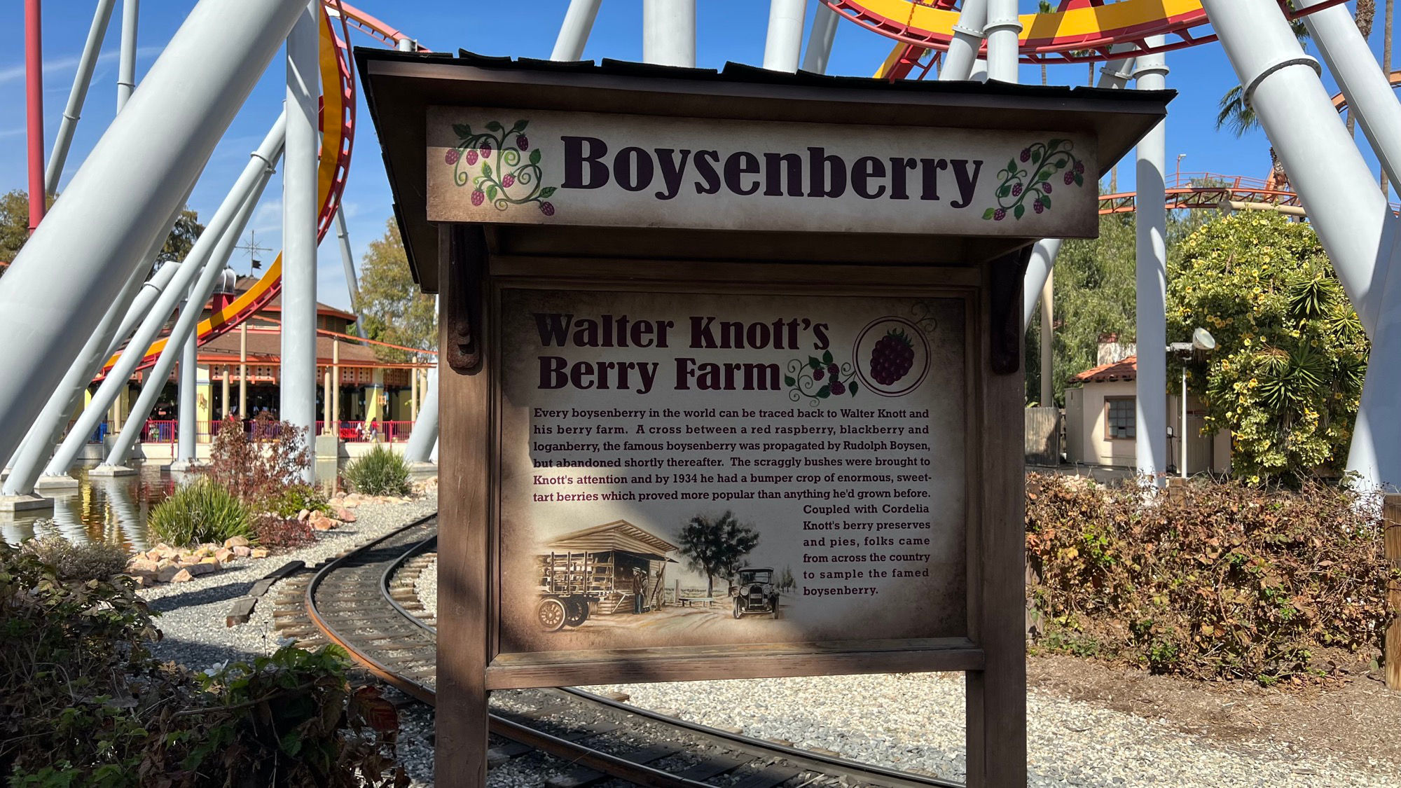 Boysenberry Vines History