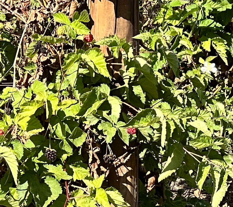 Boysenberry Vines