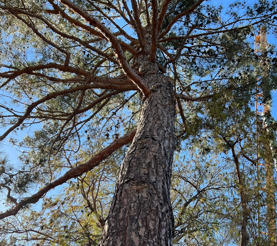 Eldarica Pine