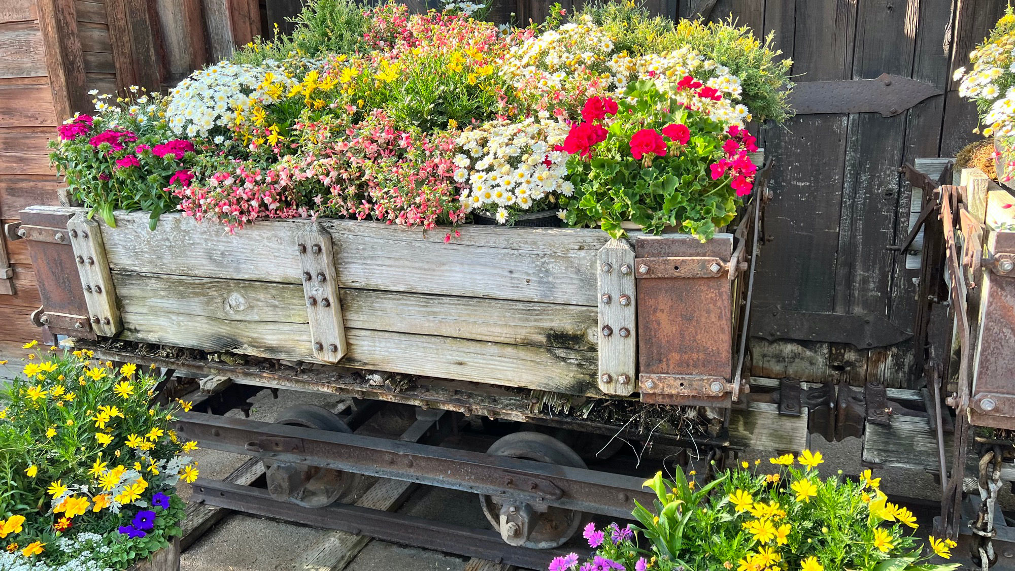 Flowers being pulled by Old Betsy