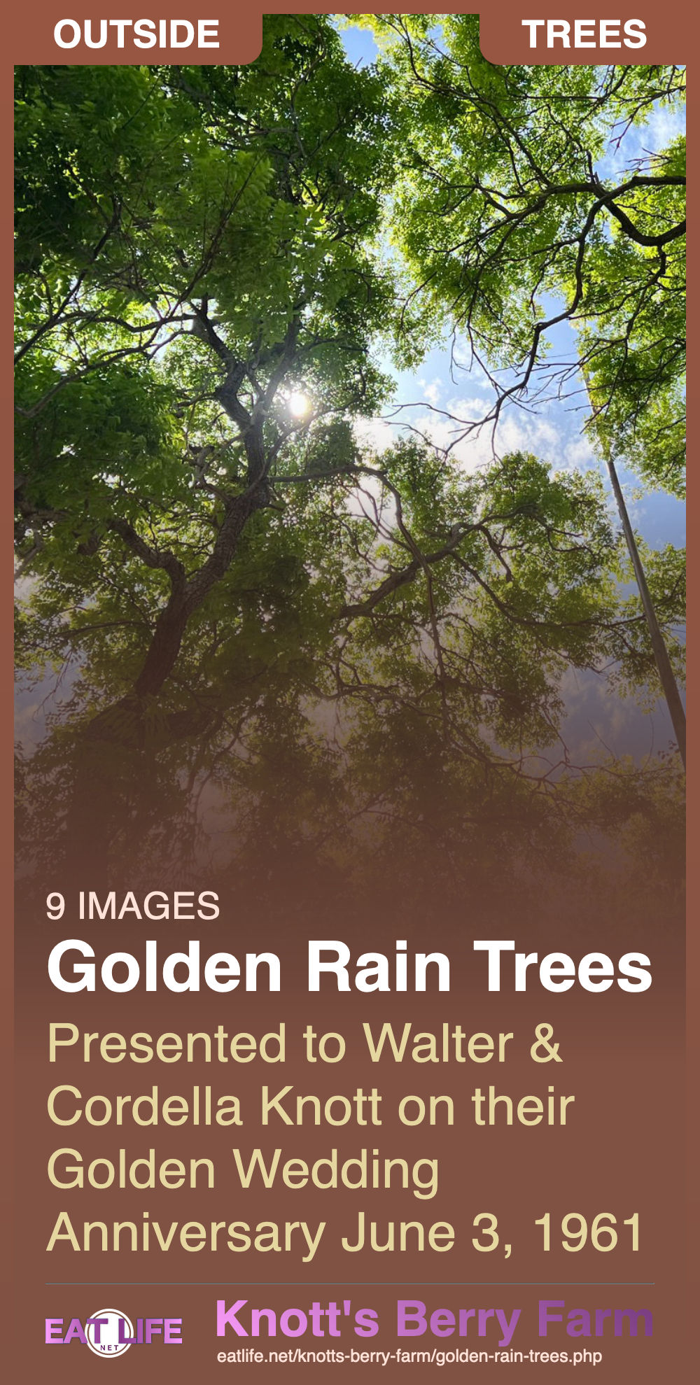 Golden Rain Trees