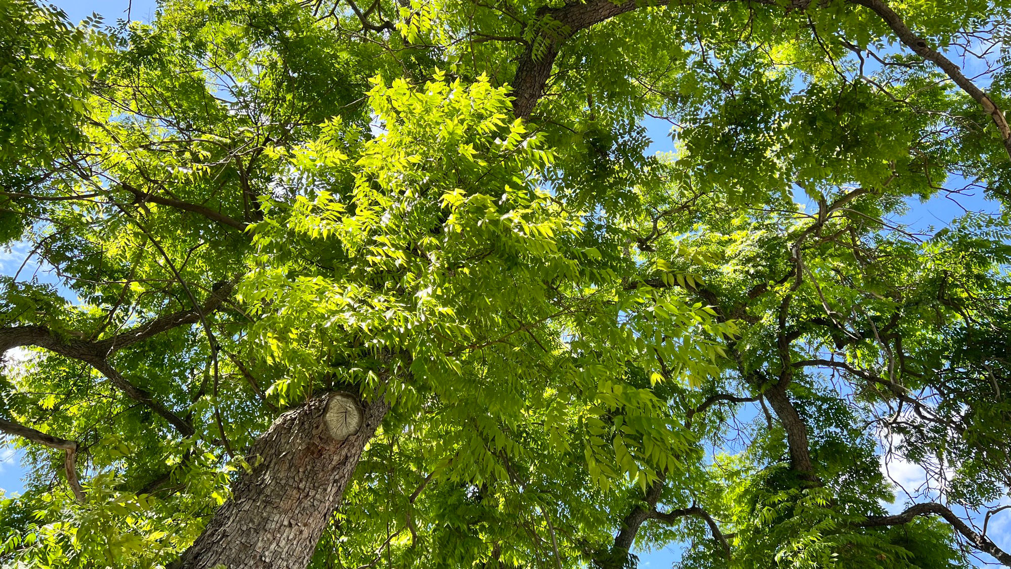 Golden Rain Trees Sunshine