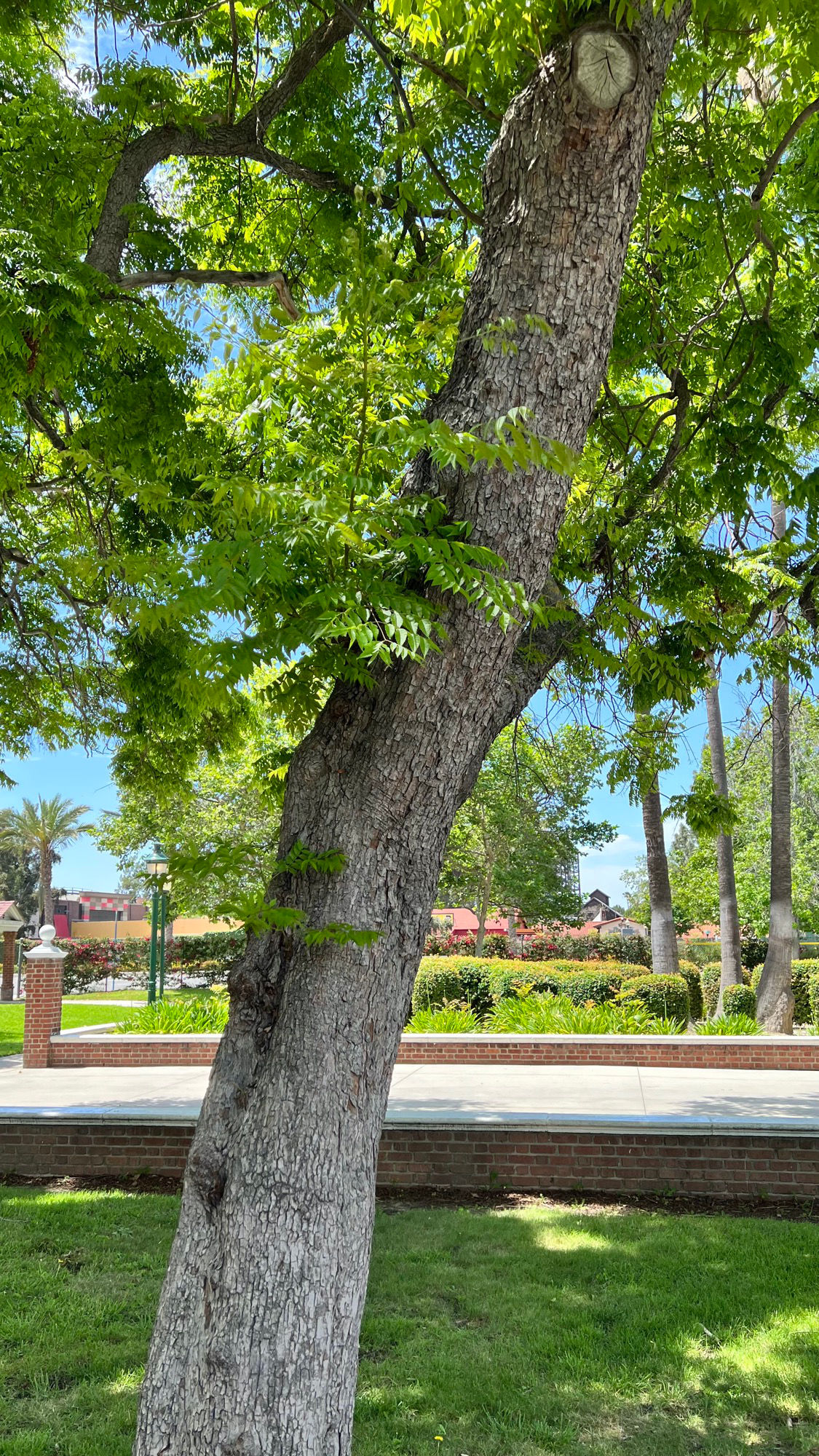 Golden Rain Trees Trunk