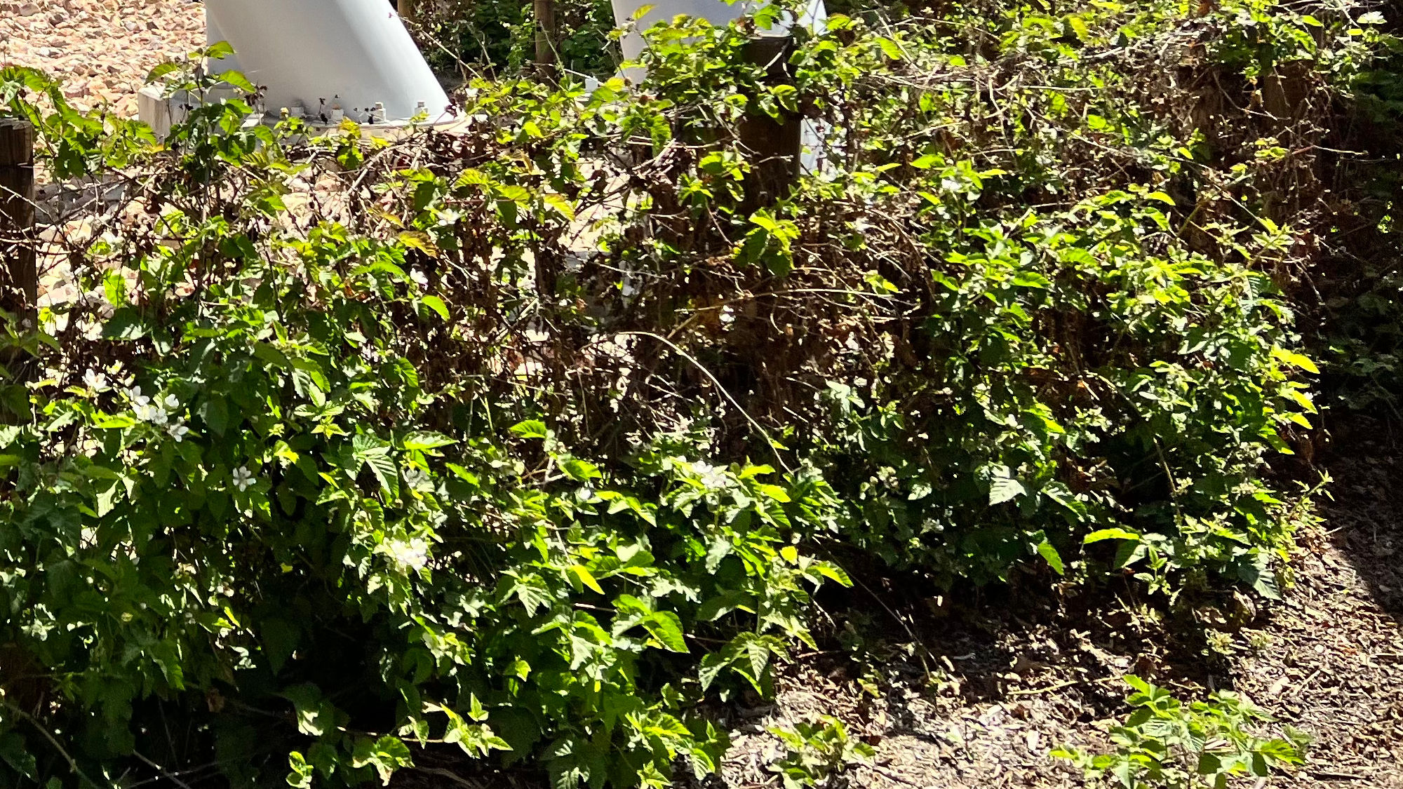 Grand Sierra Railroad Boysenberry Vines