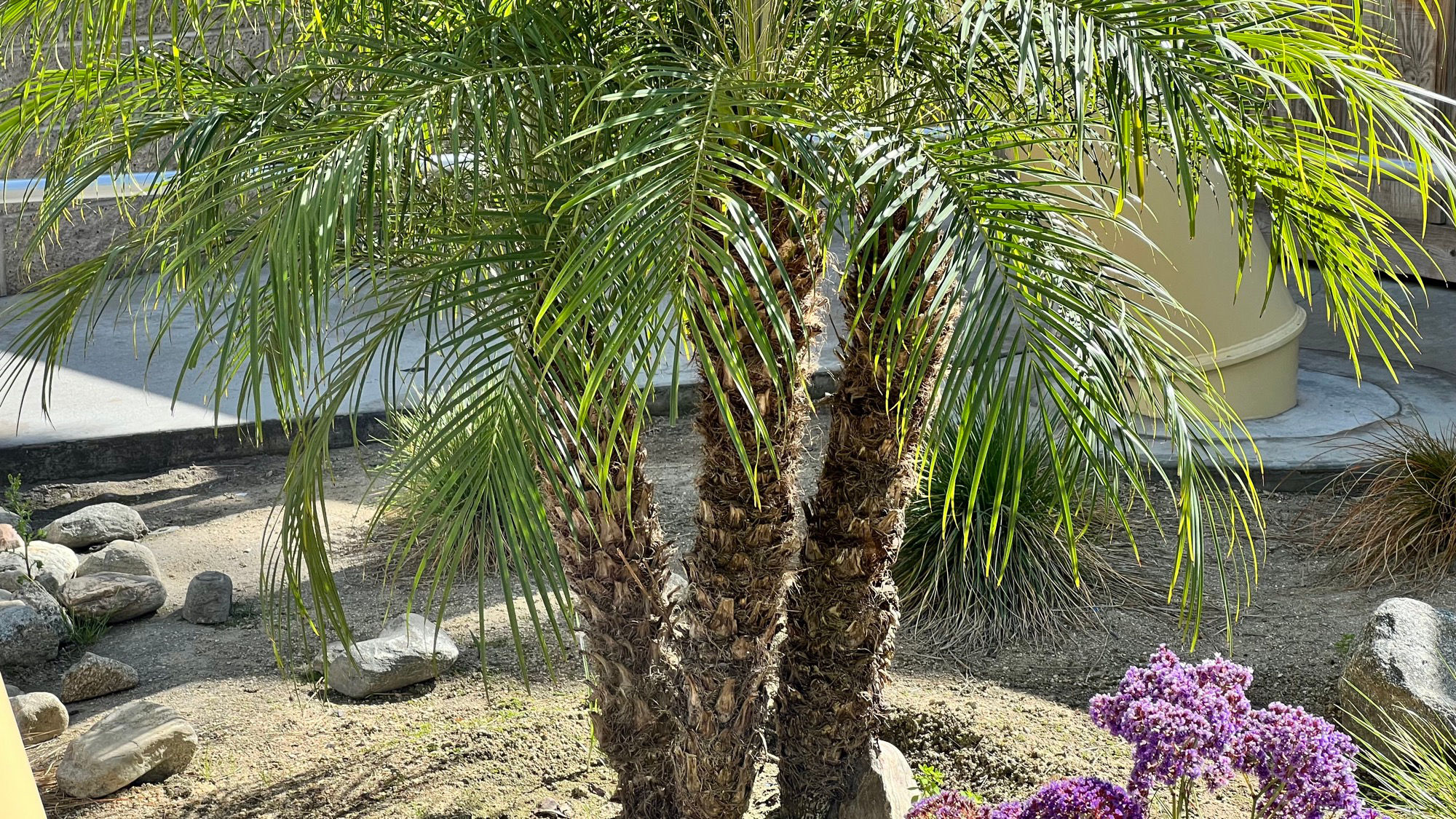 Knott's Berry Farm Hang Time Palm Tree