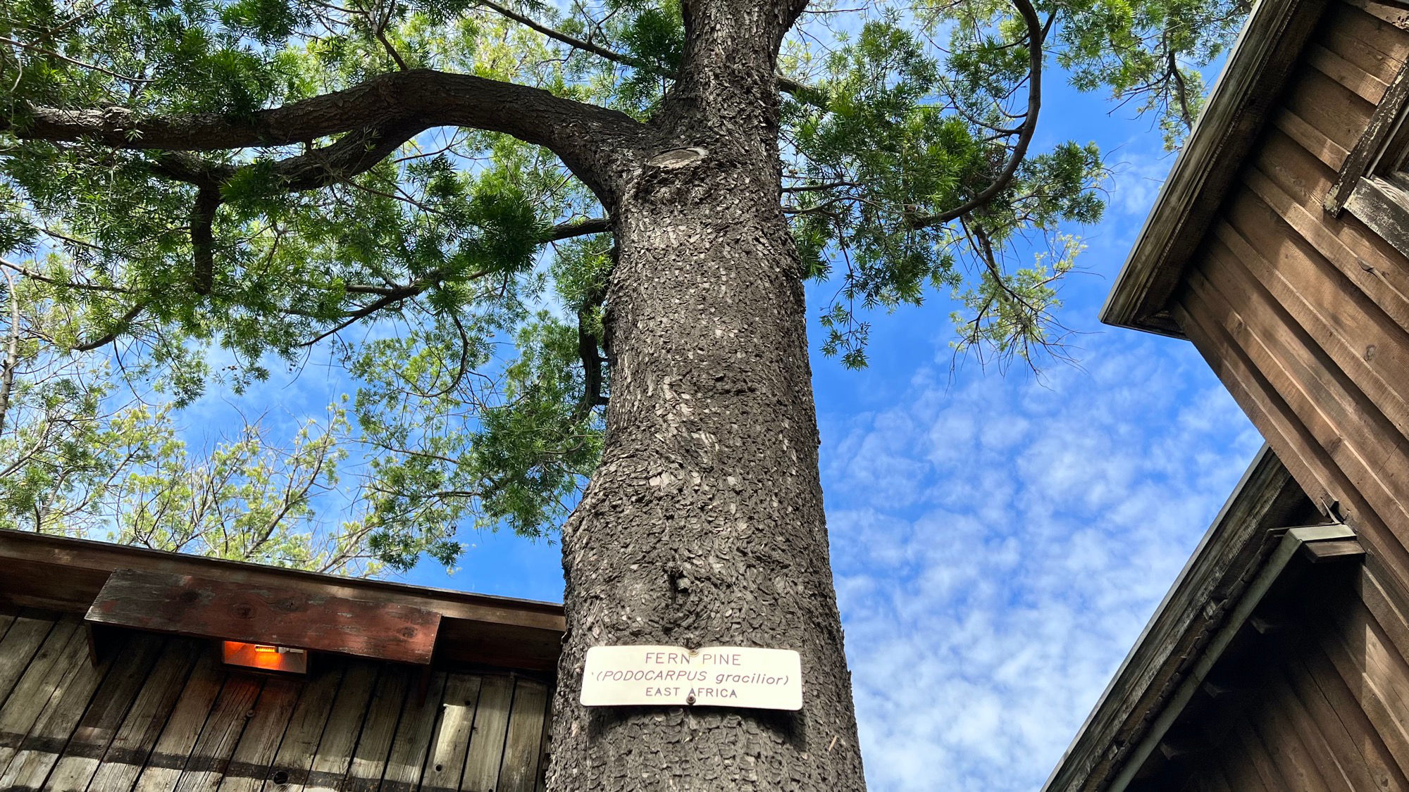 Knott's Berry Farm Fern Pine