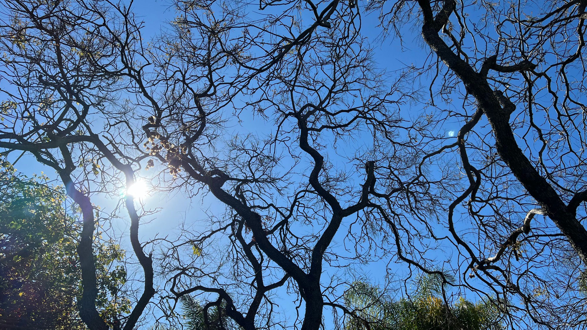 Golden Rain Trees