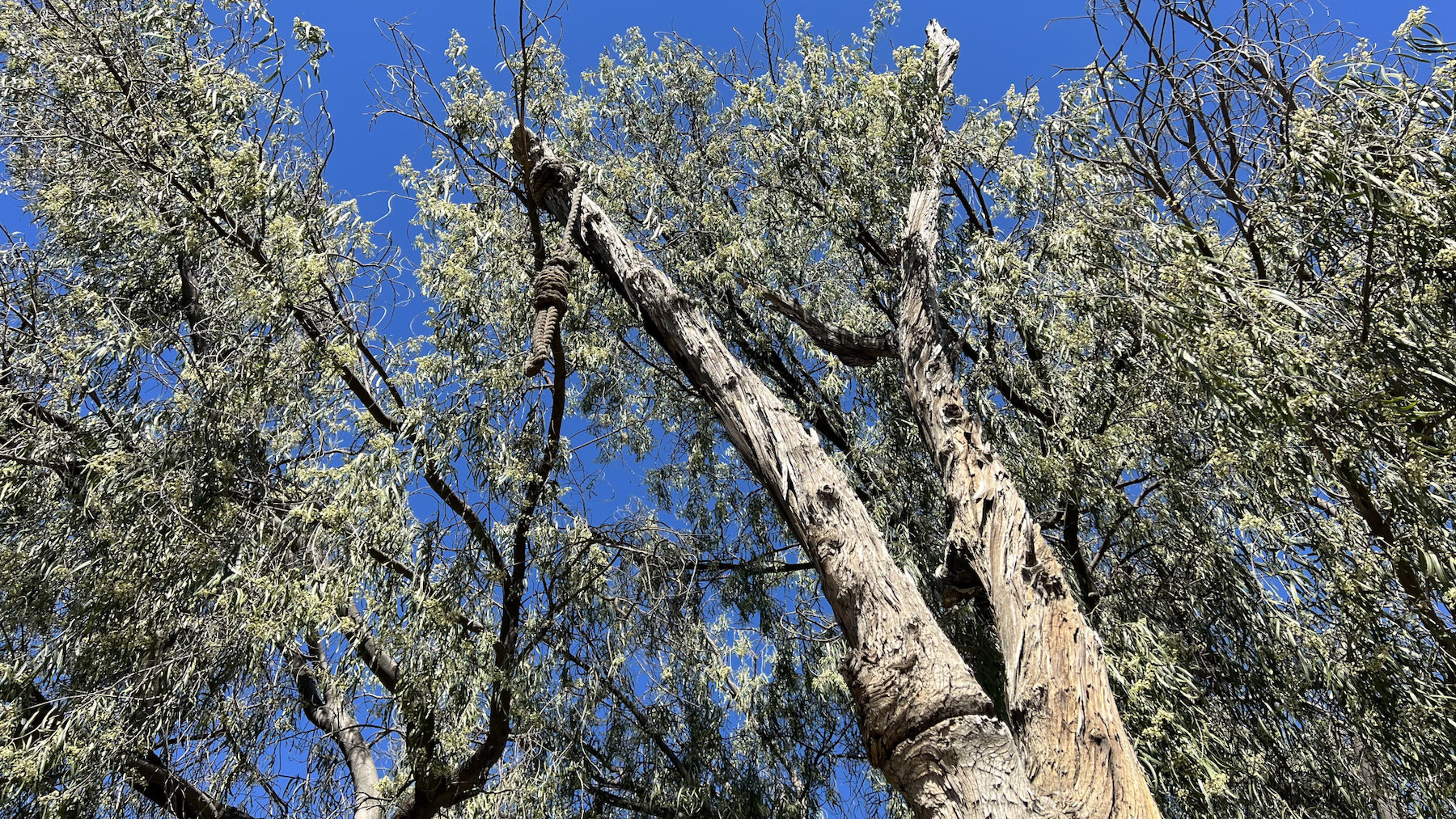 Knott's Berry Farm Hangman's Tree Noose