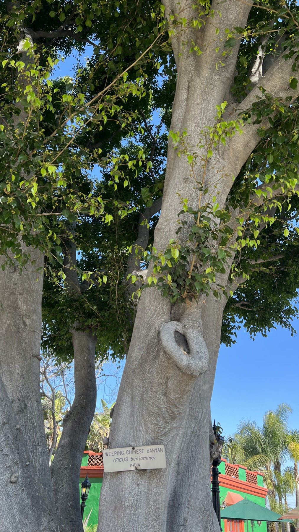 Knott's Berry Farm Weeping Chinese Banyan