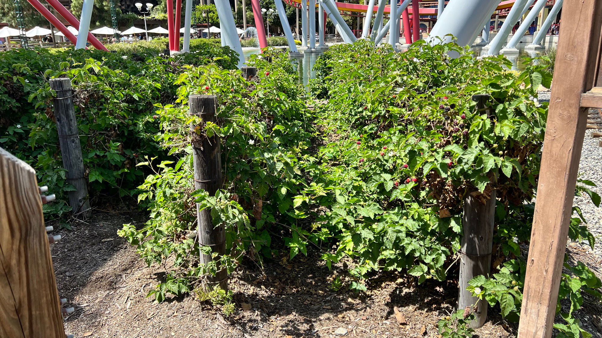 Knott's Berry Farm Boysenberry Vines