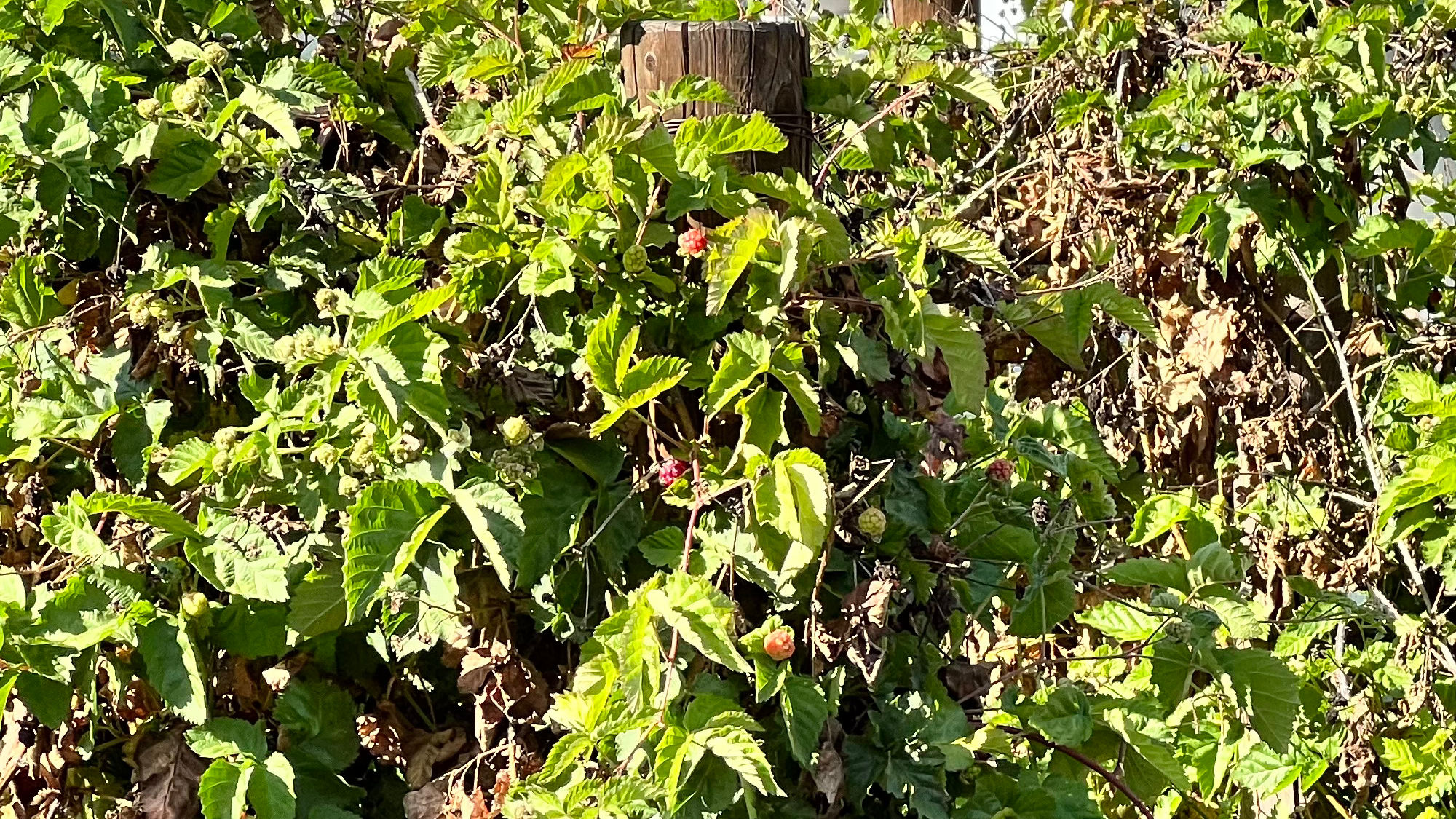 Knott's Berry Farm Boysenberry Vines