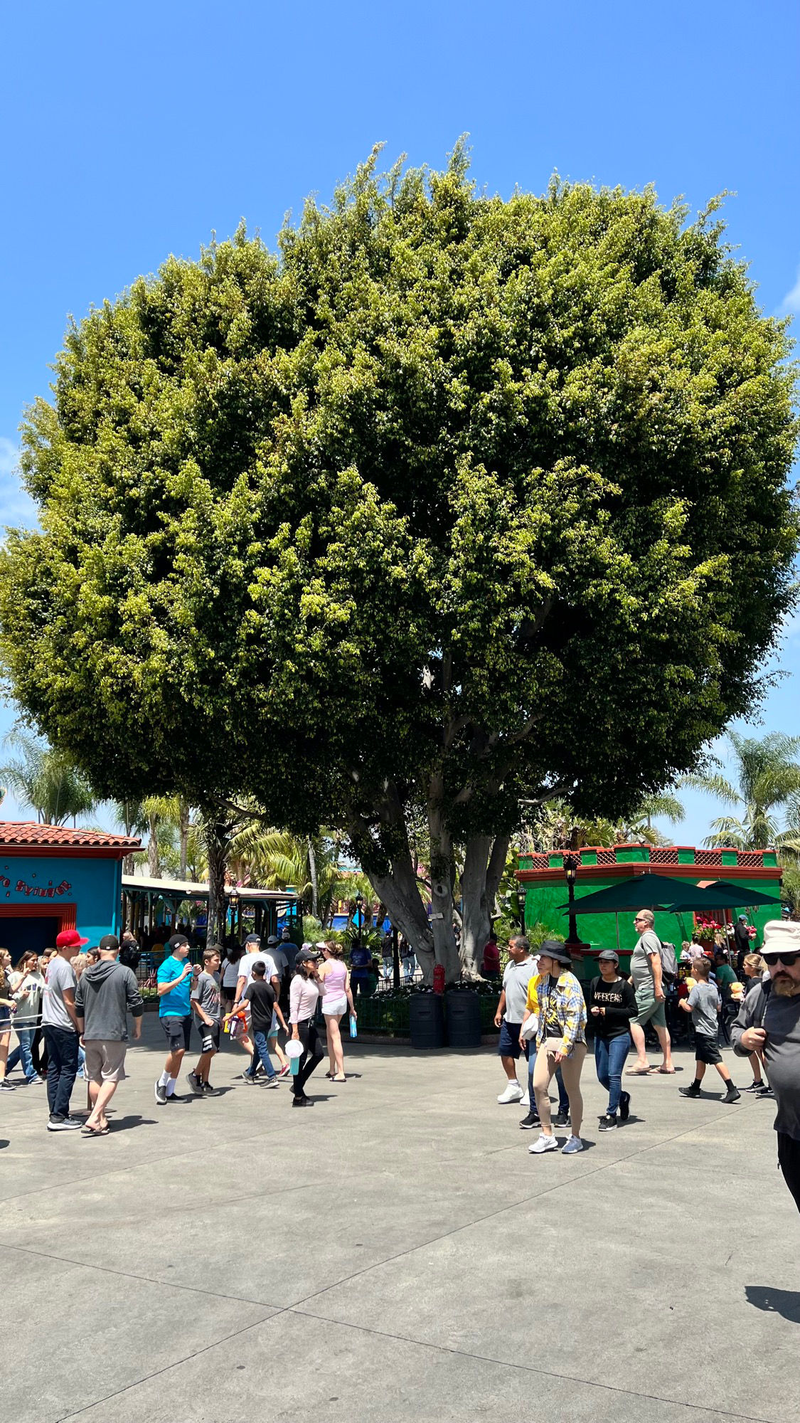 Knott's Berry Farm Weeping Chinese Banyan Full