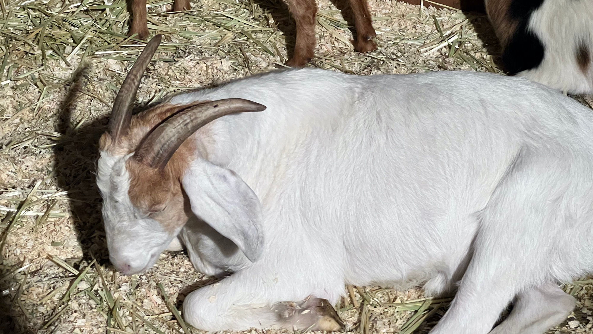 Livery Stable Sleeping Goat