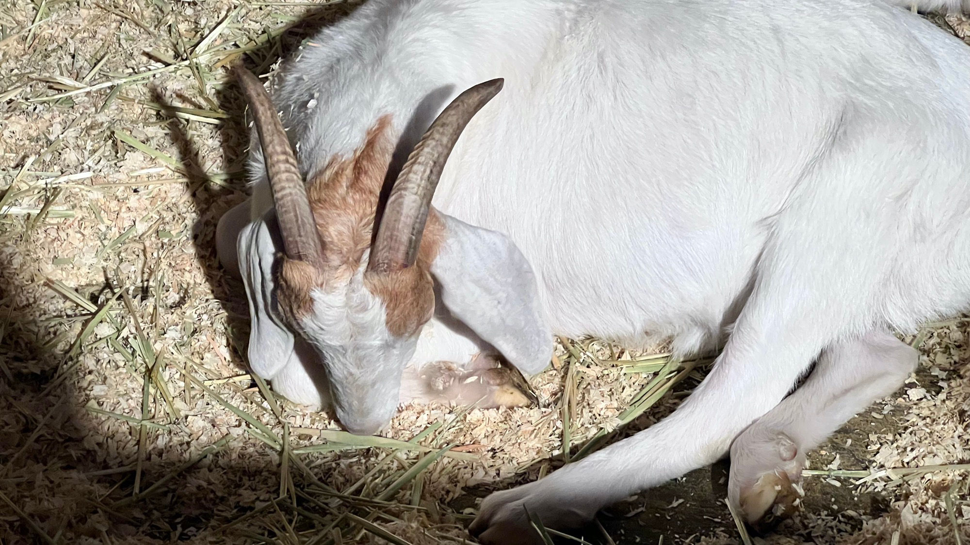 Livery Stable Sleeping Goat