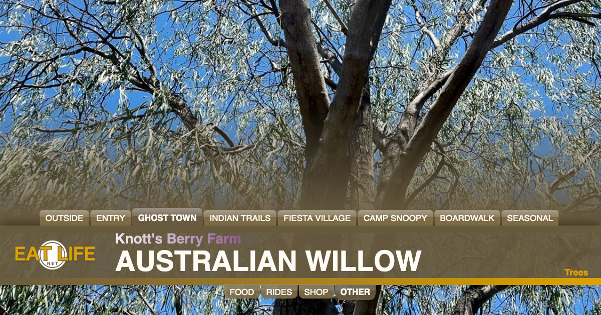 Australian Willow