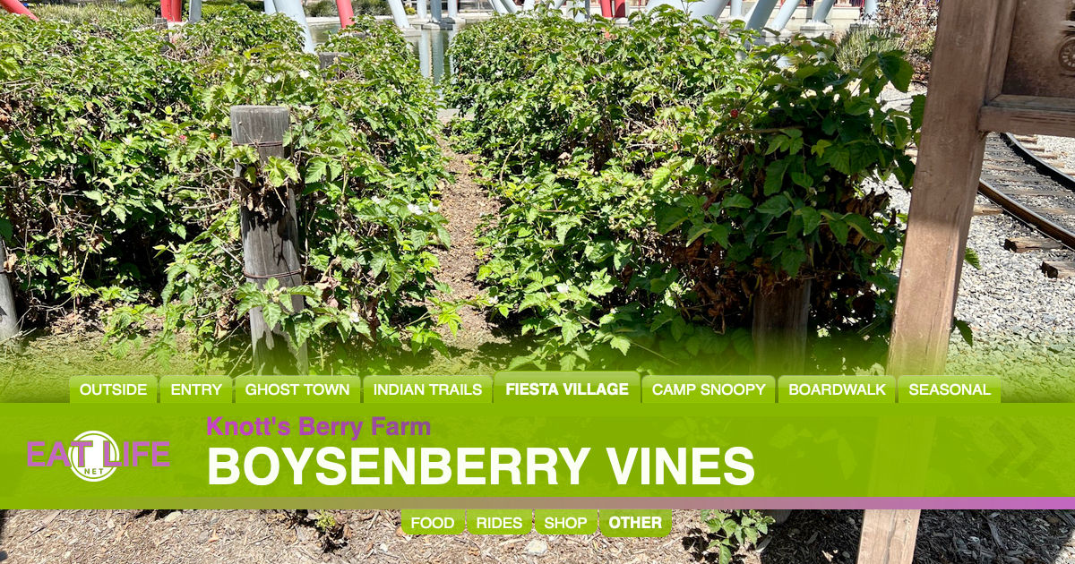 Boysenberry Vines