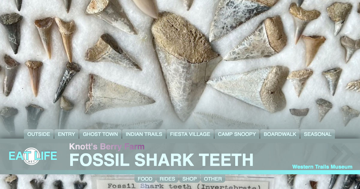 Fossil Shark Teeth