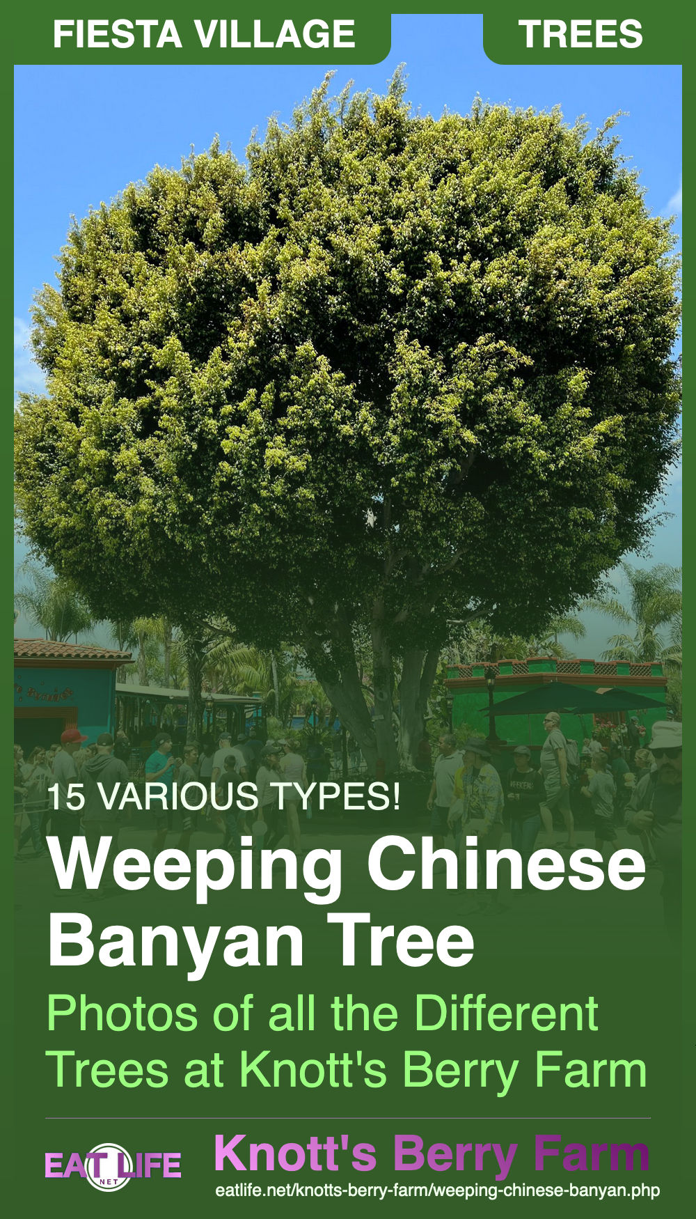 Weeping Chinese Banyan