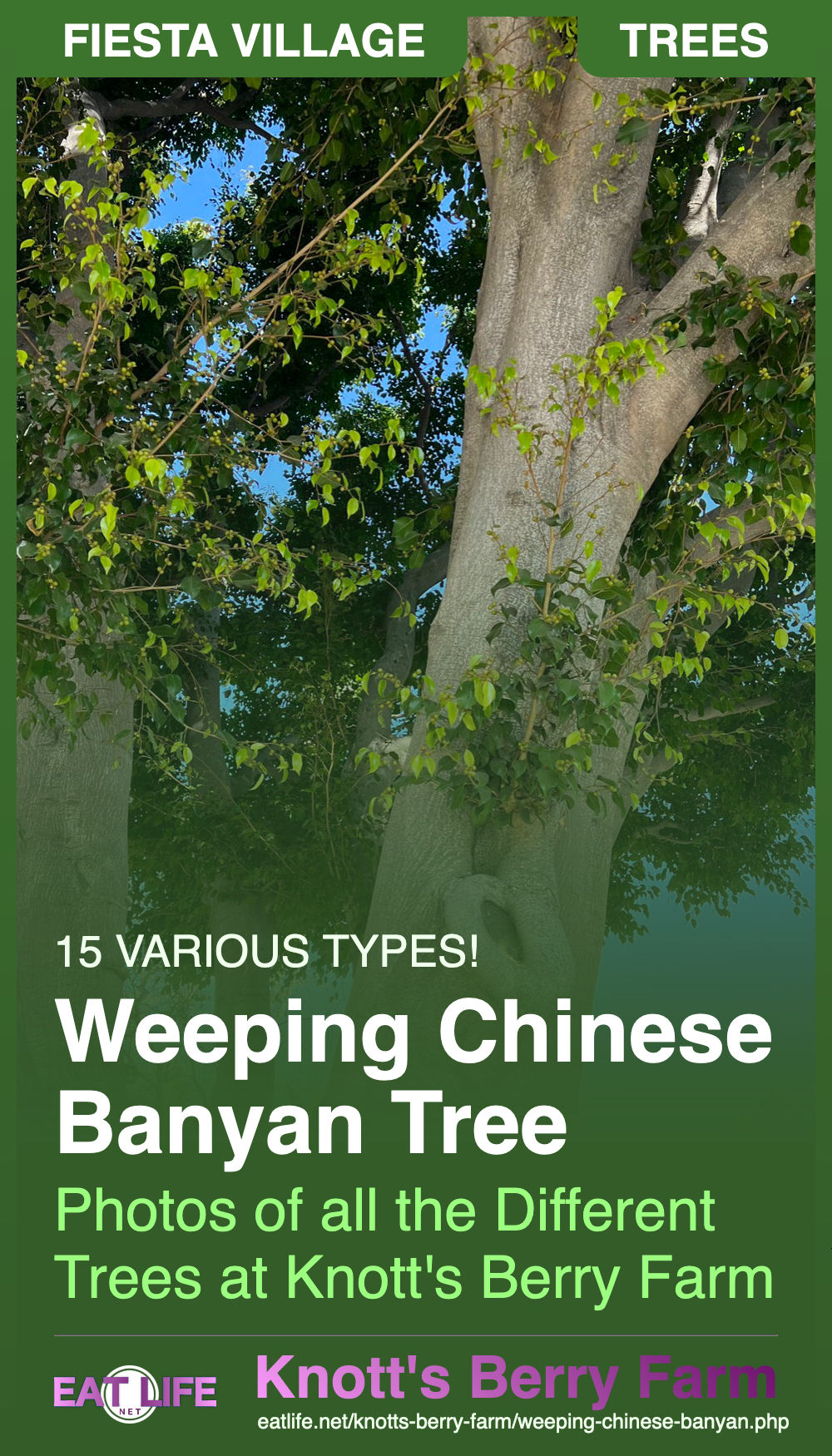 Weeping Chinese Banyan