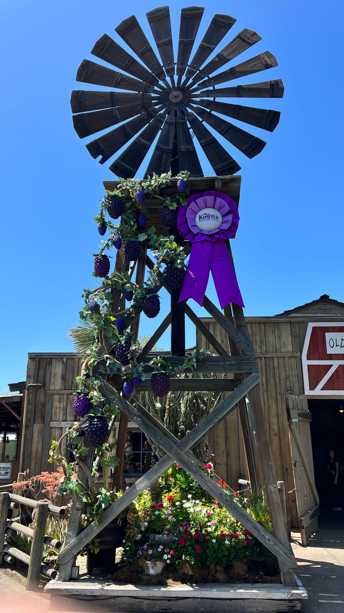 Decorated for Boysenberry Festival