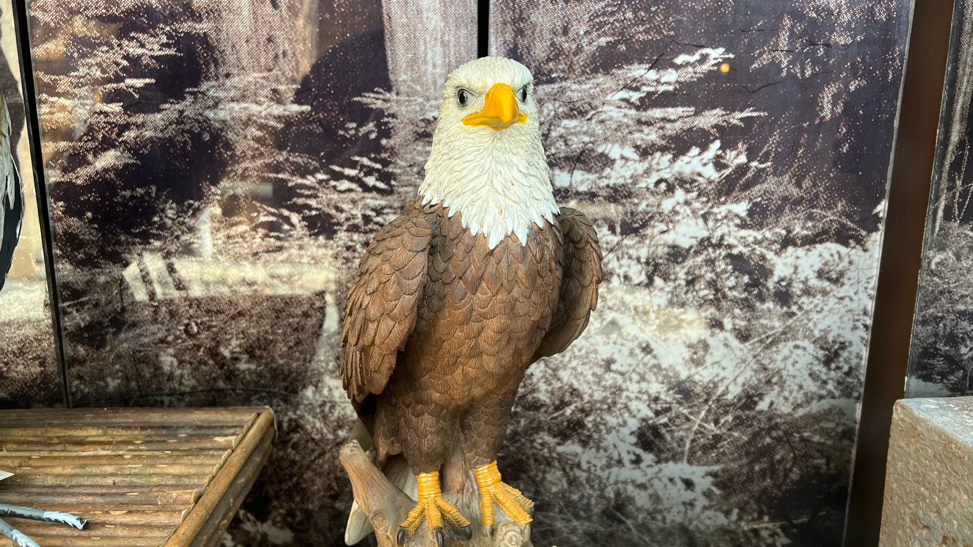 Window Display Animals Bald Eagle