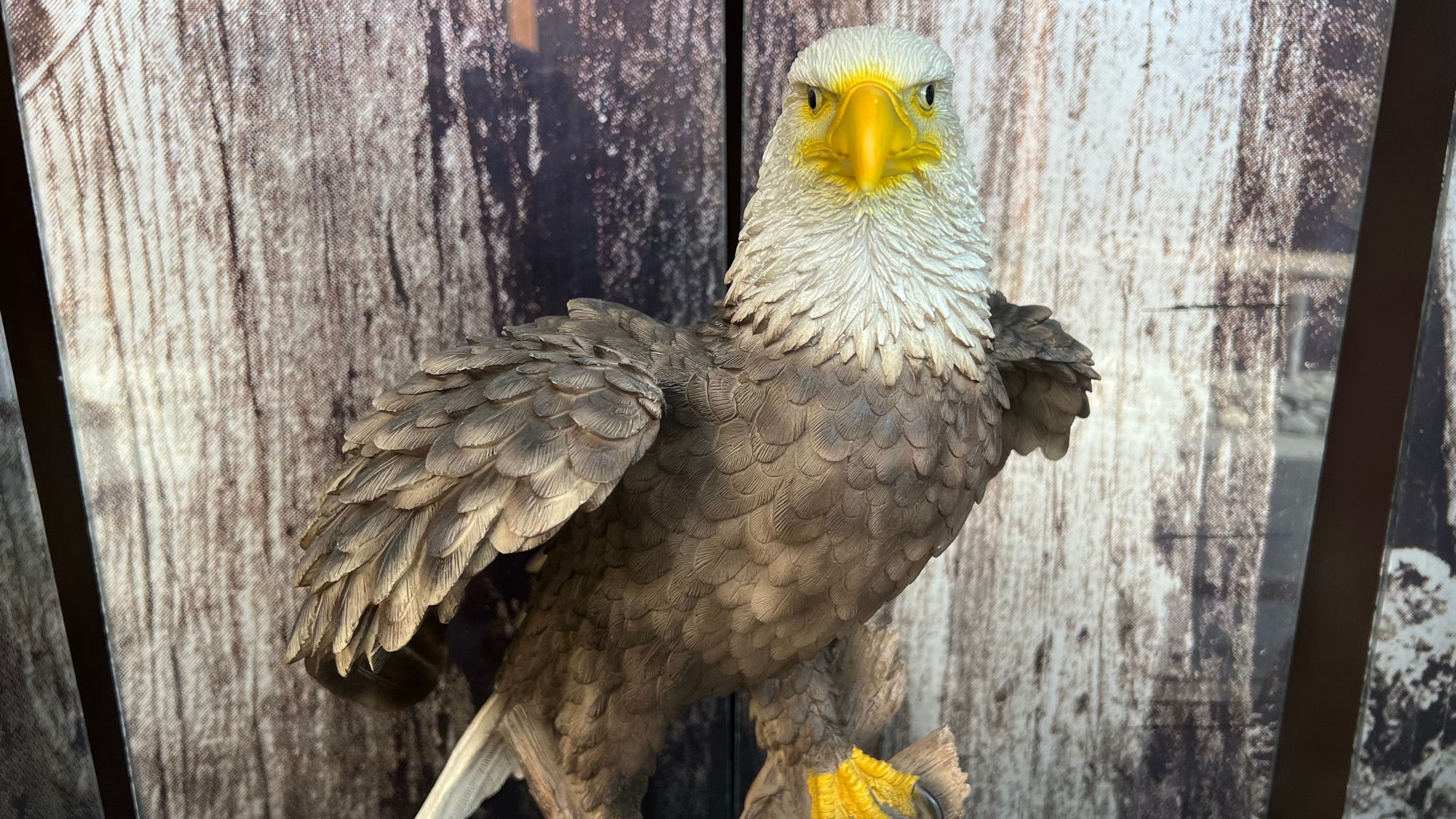 Window Display Animals Eagle