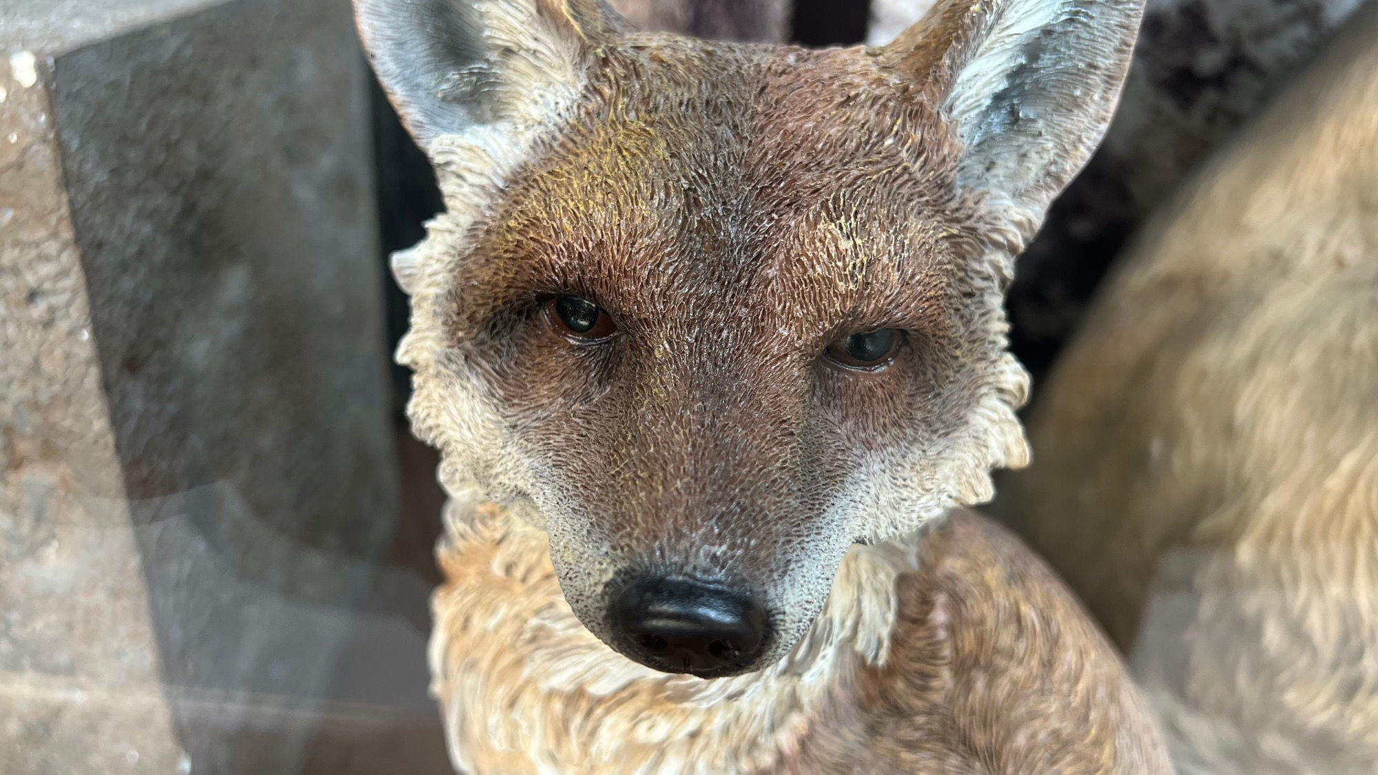 Window Display Animals Fox