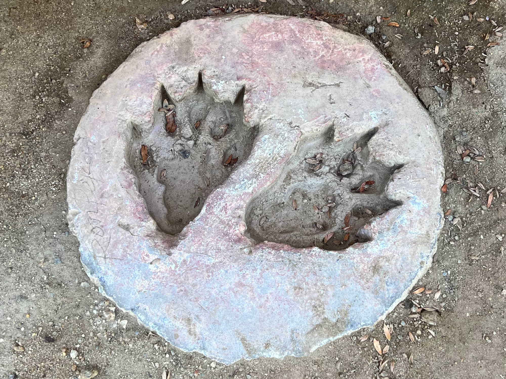 Footprint Cast Gray Wolf