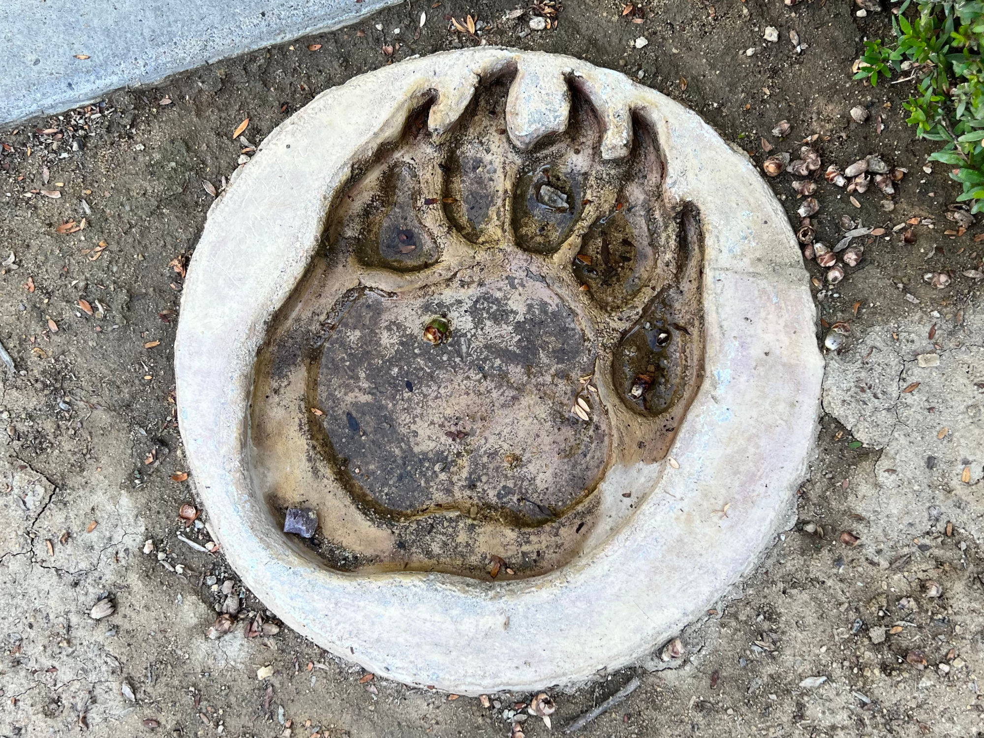 Footprint Cast Grizzly Bear