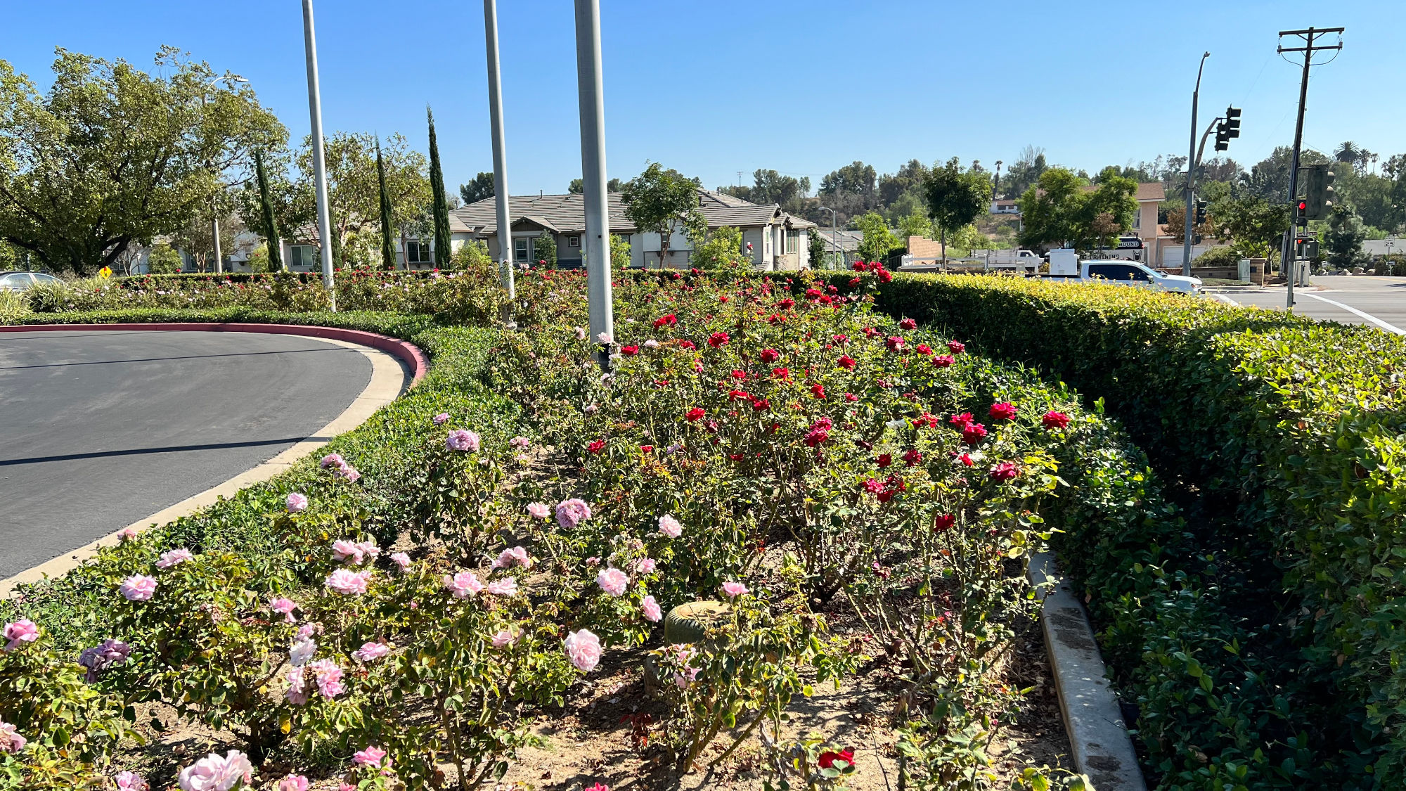 Nixon Library Flag Roses