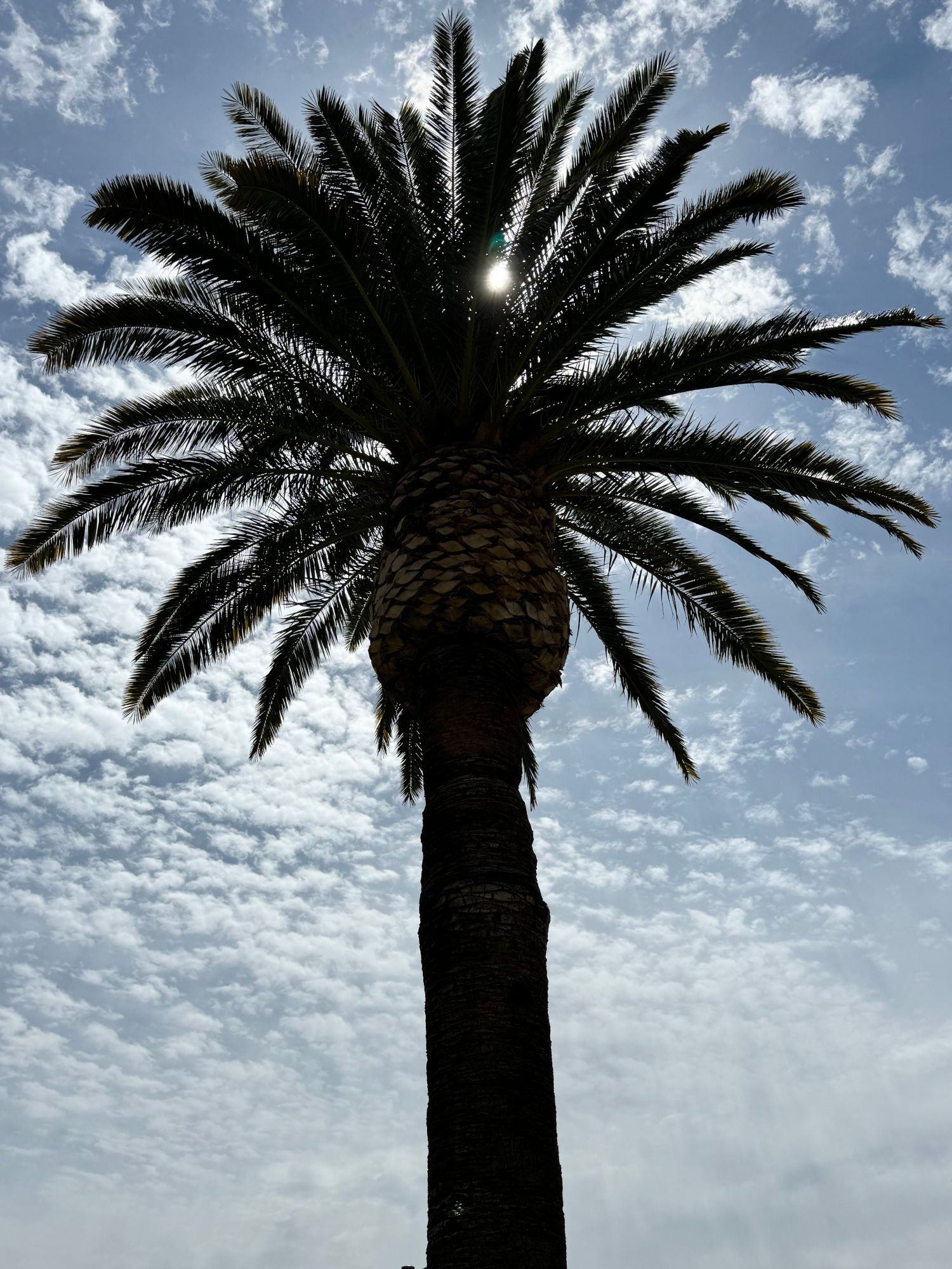 Baja Fresh Palm Tree