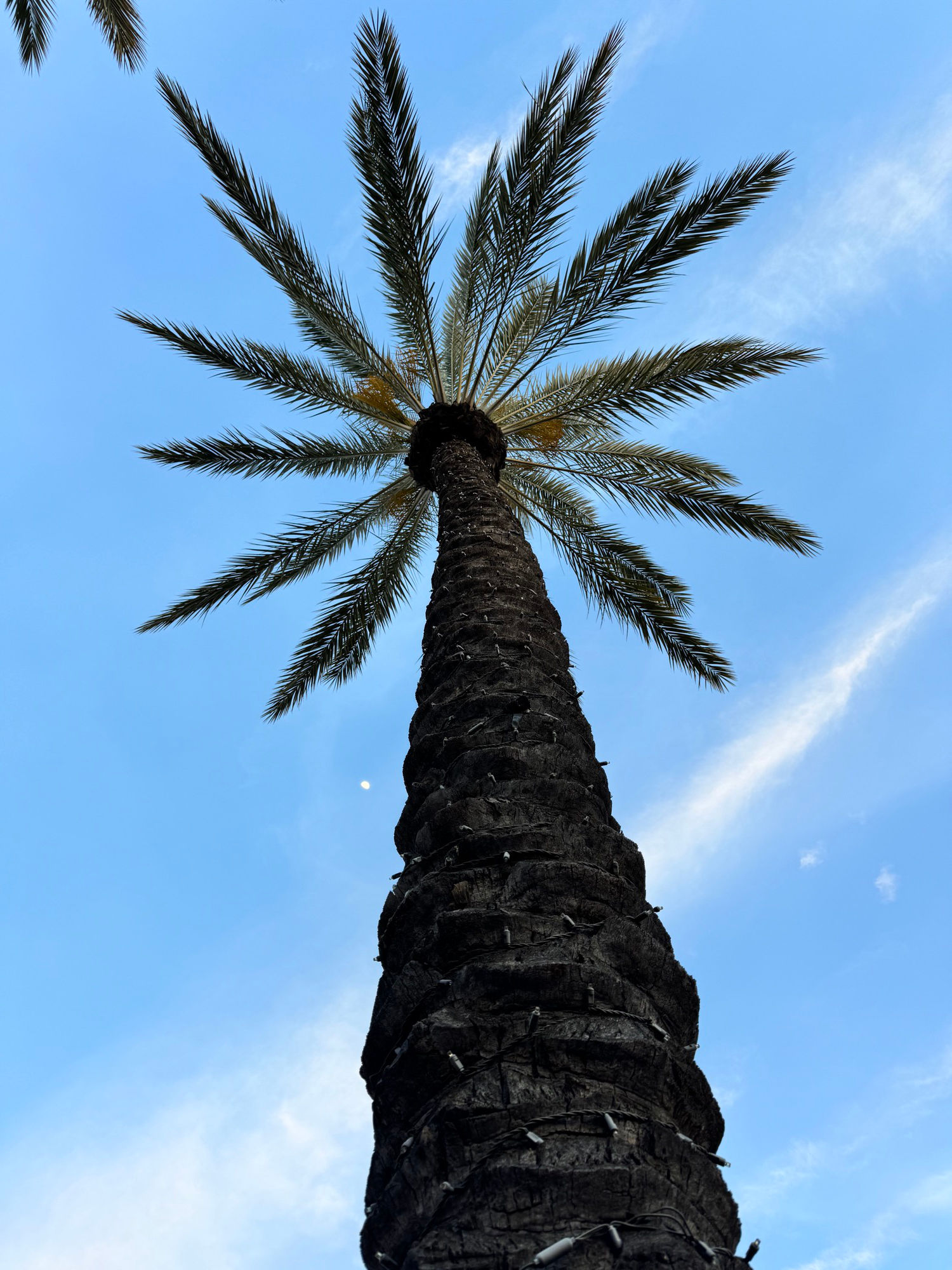 Buca di Beppo Palm Tree