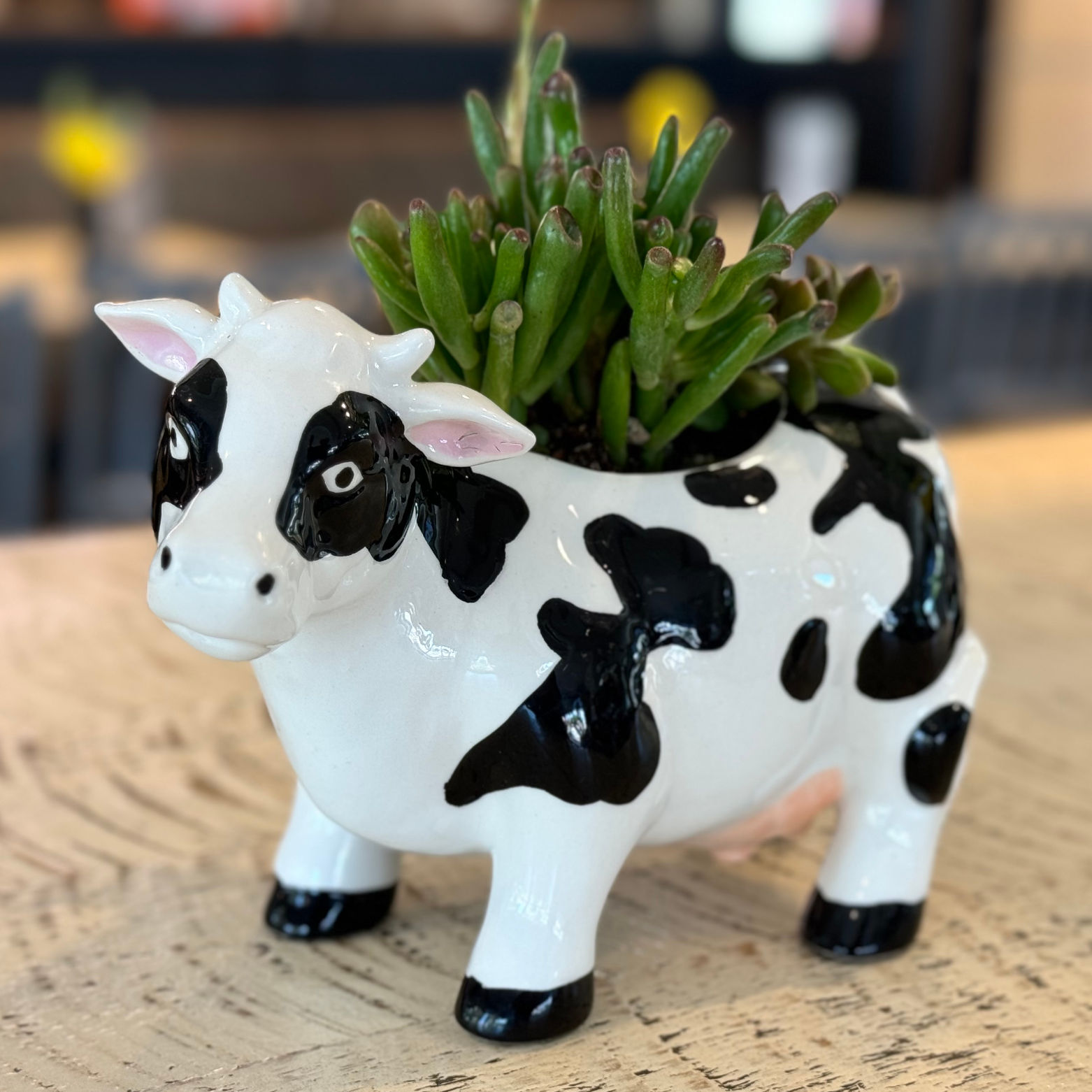 Chick-fil-A Cow Plant