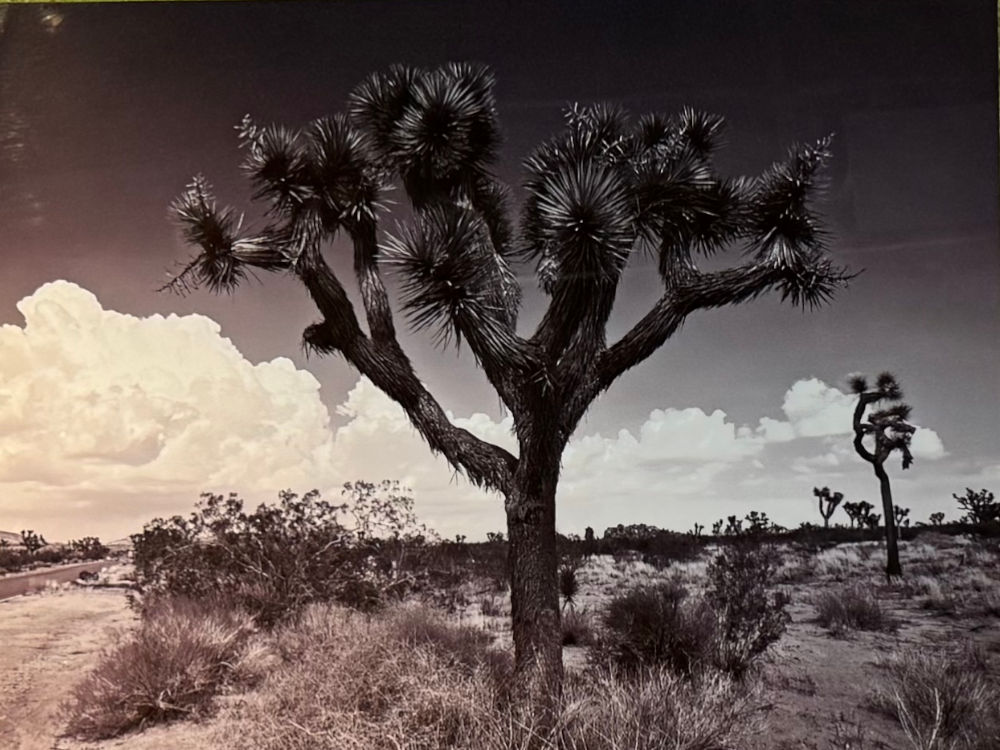 CPK Decor Joshua Tree